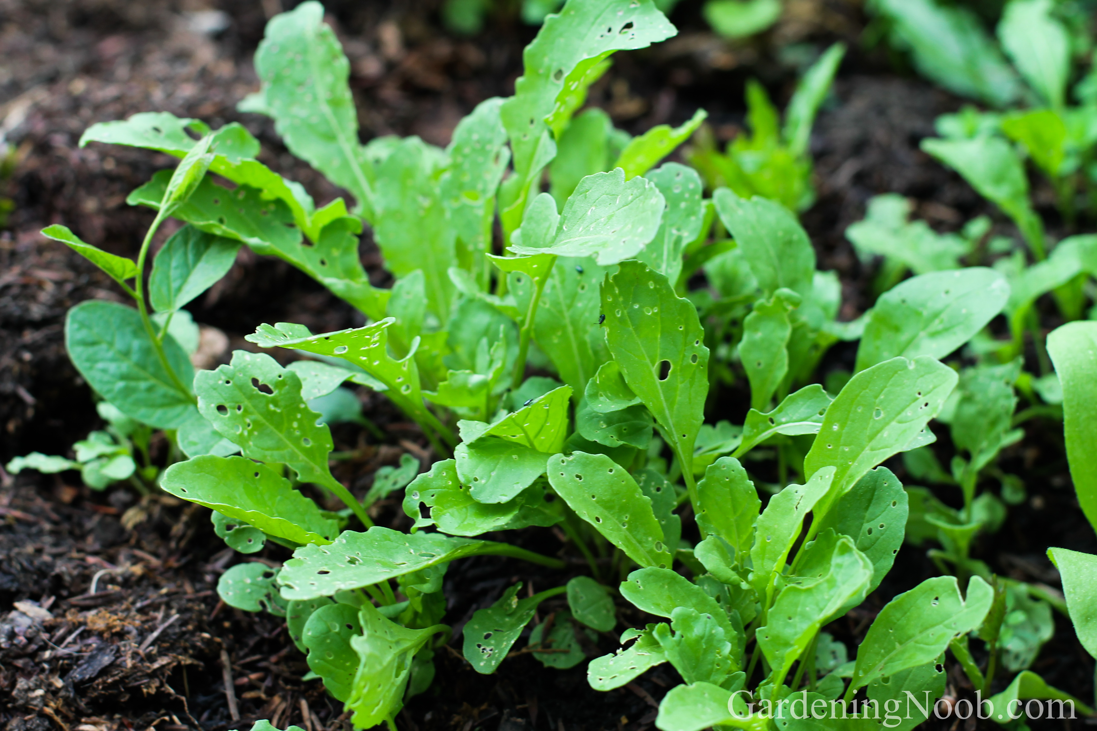 To And Grow Arugula – Guide To Planting Growing Arugula