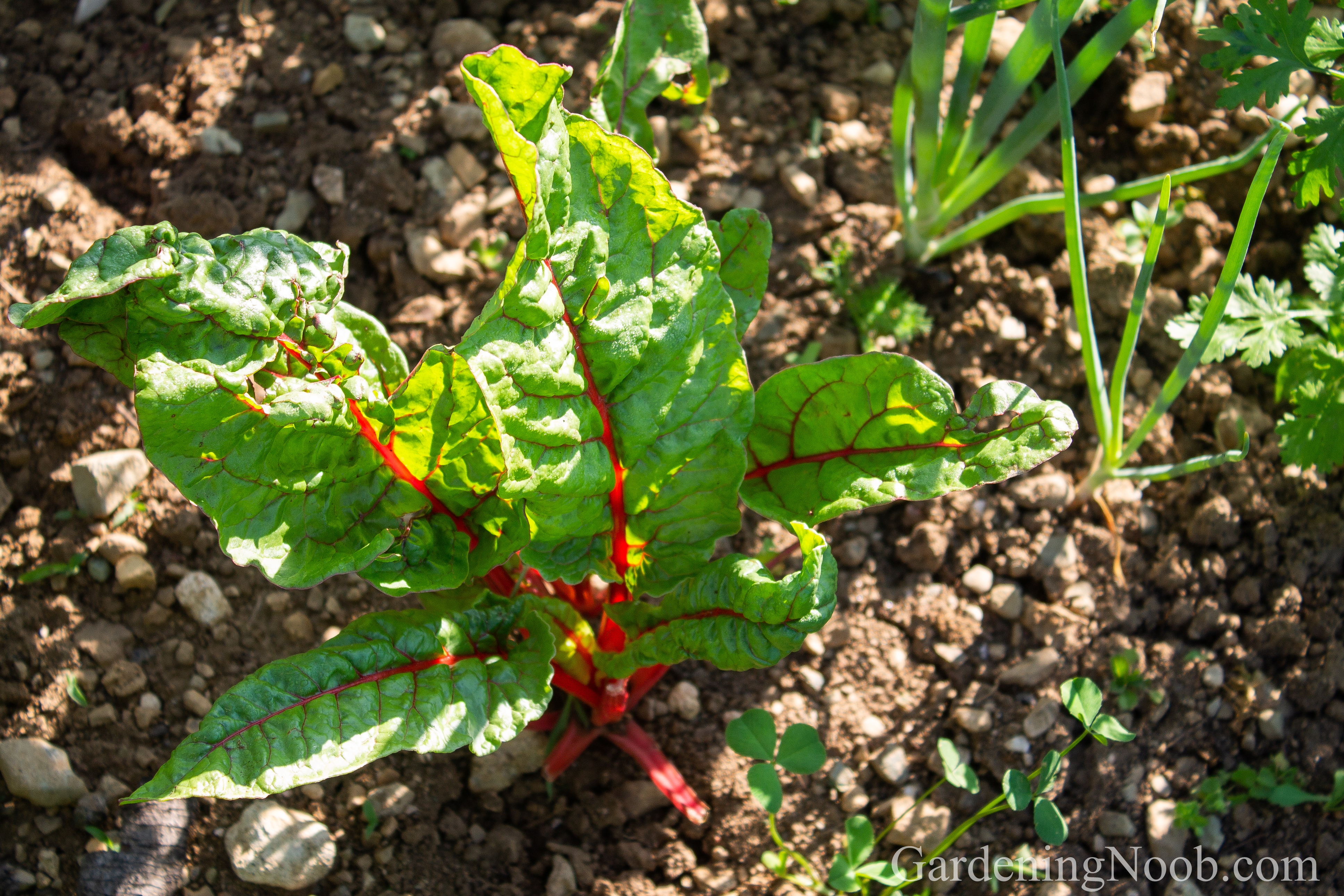 Rhubarb chard ready for picking.