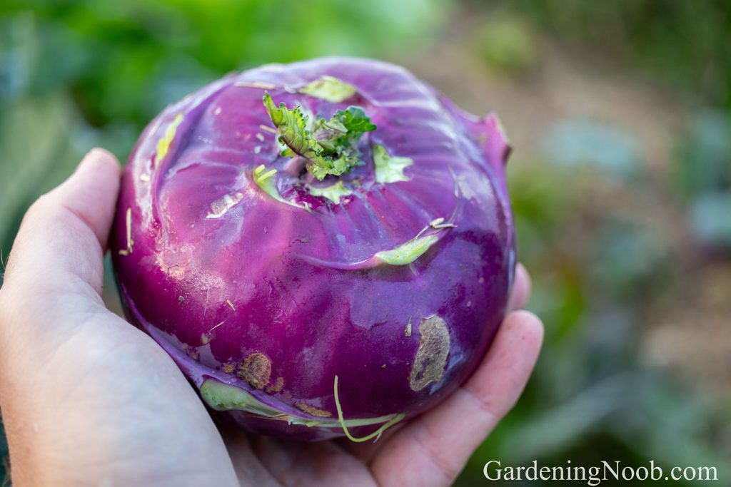 Is summer a good time to plant kohlrabi?