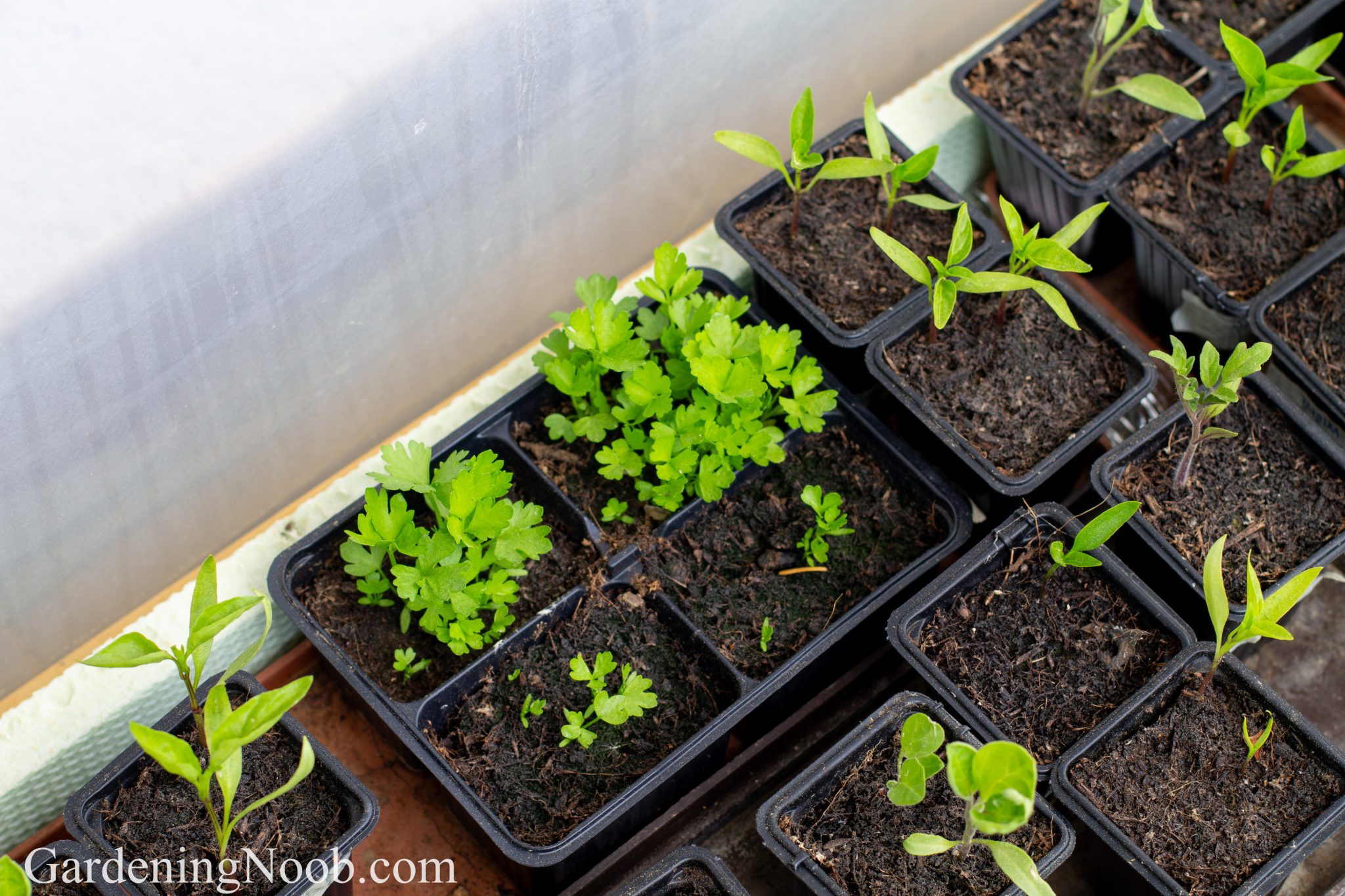 Miniature Greenhouses As Cold Protection For Vegetable Plants